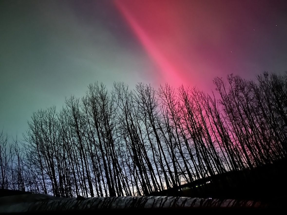 Red aurora over bare trees