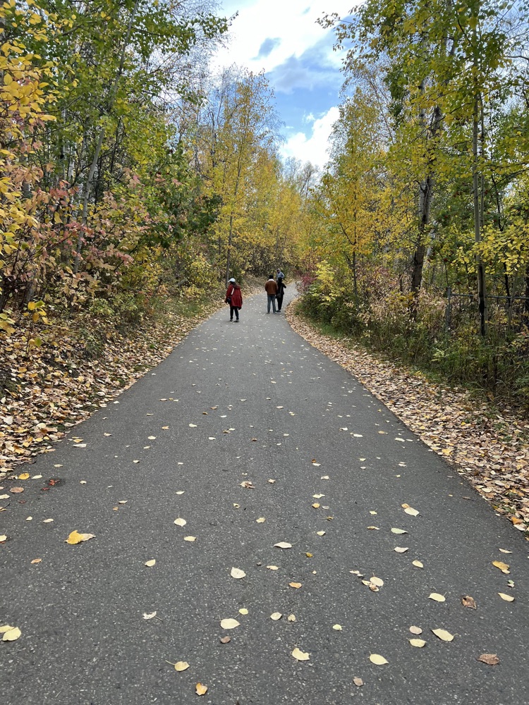 A paved trail through yellow autumn trees in Edmonton's river valley